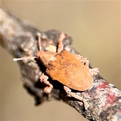 Gonipterus sp. (genus) (Eucalyptus Weevil) at Carwoola, NSW - 12 Oct 2024 by Hejor1