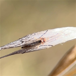 Chironomidae (family) at Carwoola, NSW - 12 Oct 2024