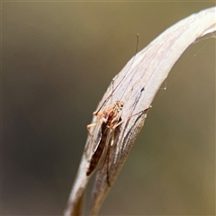 Chironomidae (family) at Carwoola, NSW - 12 Oct 2024