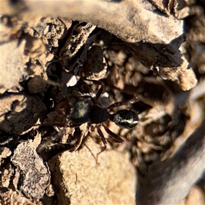 Rhytidoponera sp. (genus) (Rhytidoponera ant) at Carwoola, NSW - 12 Oct 2024 by Hejor1