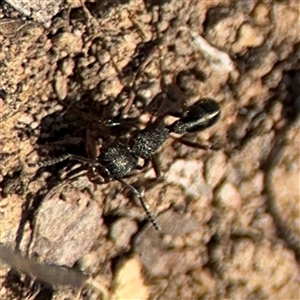 Rhytidoponera sp. (genus) at Carwoola, NSW - 12 Oct 2024