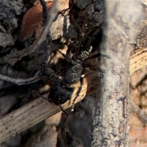 Rhytidoponera sp. (genus) at Carwoola, NSW - 12 Oct 2024