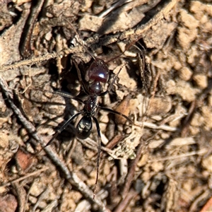 Iridomyrmex purpureus at Carwoola, NSW - 12 Oct 2024