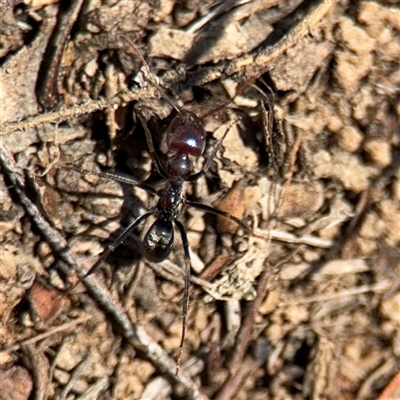 Iridomyrmex purpureus (Meat Ant) at Carwoola, NSW - 12 Oct 2024 by Hejor1