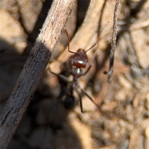 Iridomyrmex purpureus at Carwoola, NSW - 12 Oct 2024