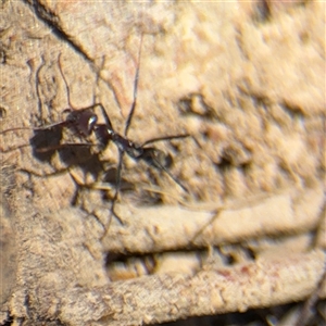 Iridomyrmex purpureus at Carwoola, NSW - 12 Oct 2024