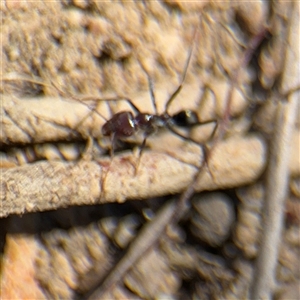 Iridomyrmex purpureus at Carwoola, NSW - 12 Oct 2024