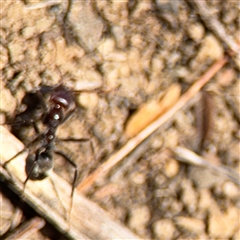 Iridomyrmex purpureus at Carwoola, NSW - 12 Oct 2024