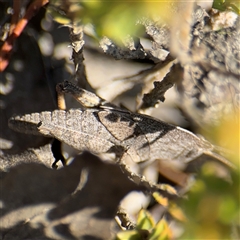 Goniaea australasiae (Gumleaf grasshopper) at Carwoola, NSW - 12 Oct 2024 by Hejor1