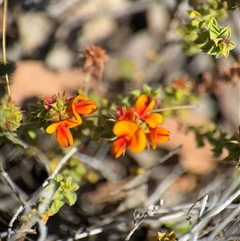 Pultenaea procumbens (Bush Pea) at Carwoola, NSW - 12 Oct 2024 by Hejor1