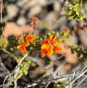 Pultenaea procumbens at Carwoola, NSW - 12 Oct 2024