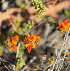 Pultenaea procumbens at Carwoola, NSW - 12 Oct 2024