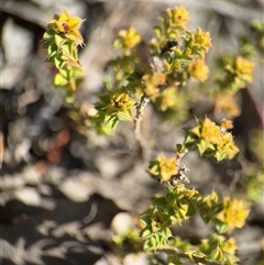 Pultenaea procumbens at Carwoola, NSW - 12 Oct 2024