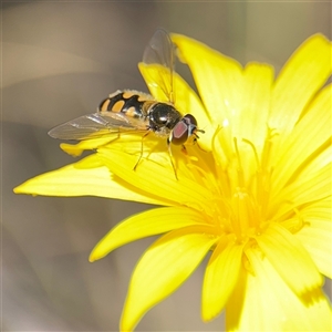 Simosyrphus grandicornis at Carwoola, NSW - 12 Oct 2024