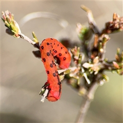 Capusa cuculloides (White-winged Wedge-moth) at Carwoola, NSW - 12 Oct 2024 by Hejor1