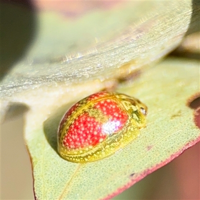 Paropsisterna fastidiosa (Eucalyptus leaf beetle) at Carwoola, NSW - 12 Oct 2024 by Hejor1