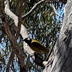 Nesoptilotis leucotis (White-eared Honeyeater) at Carwoola, NSW - 12 Oct 2024 by Hejor1