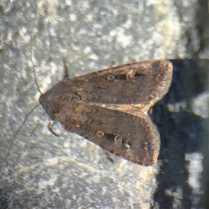 Agrotis infusa at Carwoola, NSW - 12 Oct 2024