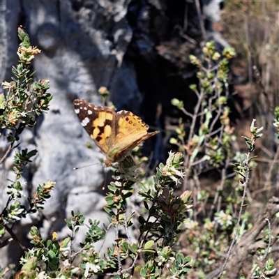 Vanessa kershawi (Australian Painted Lady) at Hackett, ACT - 12 Oct 2024 by abread111