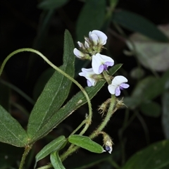 Glycine sp. at Woonona, NSW - 7 Oct 2024 by jb2602