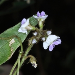 Glycine (genus) at Woonona, NSW - 7 Oct 2024 02:07 PM