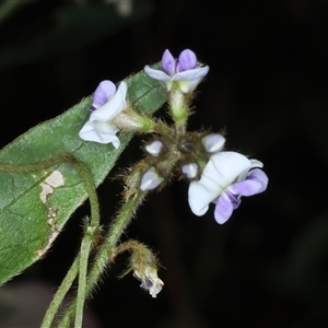 Glycine sp. at Woonona, NSW - 7 Oct 2024 02:07 PM