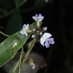 Glycine (genus) at Woonona, NSW - 7 Oct 2024 02:07 PM