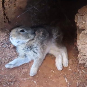 Oryctolagus cuniculus at Symonston, ACT - 11 Oct 2024