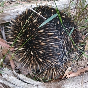 Tachyglossus aculeatus at Penrose, NSW - 11 Oct 2024