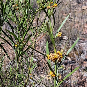 Daviesia leptophylla at Hackett, ACT - 12 Oct 2024