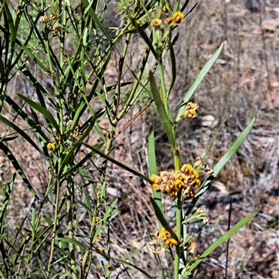 Daviesia leptophylla (Slender Bitter Pea) at Hackett, ACT - 12 Oct 2024 by abread111