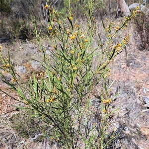 Daviesia leptophylla at Hackett, ACT - 12 Oct 2024