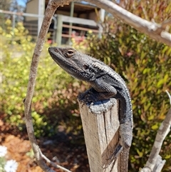 Amphibolurus muricatus at Penrose, NSW - 10 Oct 2024 by Aussiegall