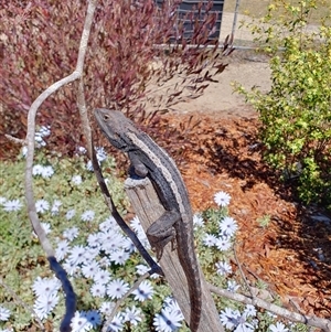 Amphibolurus muricatus at Penrose, NSW - suppressed