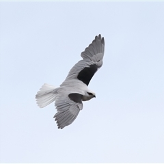 Elanus axillaris (Black-shouldered Kite) at Woonona, NSW - 7 Oct 2024 by jb2602