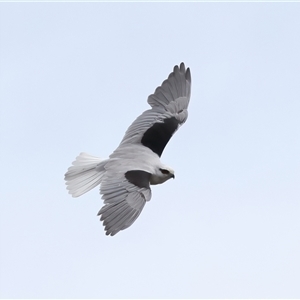 Elanus axillaris (Black-shouldered Kite) at Woonona, NSW by jb2602