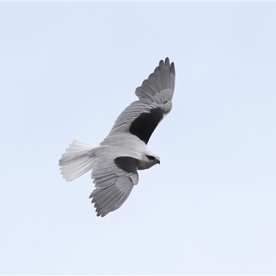 Elanus axillaris (Black-shouldered Kite) at Woonona, NSW - 7 Oct 2024 by jb2602