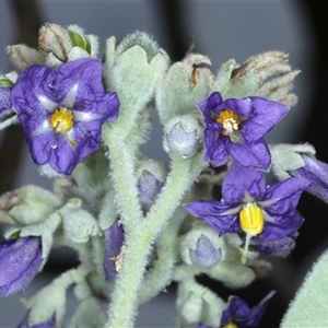 Solanum mauritianum at Woonona, NSW - 7 Oct 2024