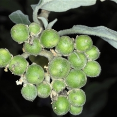 Solanum mauritianum at Woonona, NSW - 7 Oct 2024 01:24 PM