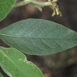 Solanum mauritianum at Woonona, NSW - 7 Oct 2024