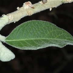 Solanum mauritianum at Woonona, NSW - 7 Oct 2024