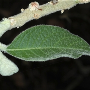 Solanum mauritianum at Woonona, NSW - 7 Oct 2024