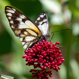 Belenois java (Caper White) at Penrose, NSW by Aussiegall