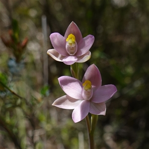 Thelymitra carnea at Bumbaldry, NSW - suppressed