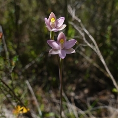 Thelymitra carnea at Bumbaldry, NSW - suppressed