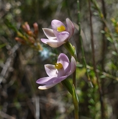 Thelymitra carnea at Bumbaldry, NSW - 3 Oct 2024