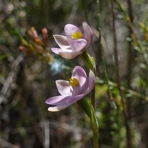 Thelymitra carnea at Bumbaldry, NSW - suppressed