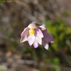 Thelymitra carnea at Bumbaldry, NSW - 3 Oct 2024