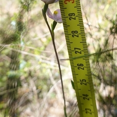 Thelymitra carnea at Bumbaldry, NSW - suppressed