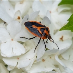 Agonoscelis rutila (Horehound bug) at Penrose, NSW - 11 Oct 2024 by Aussiegall